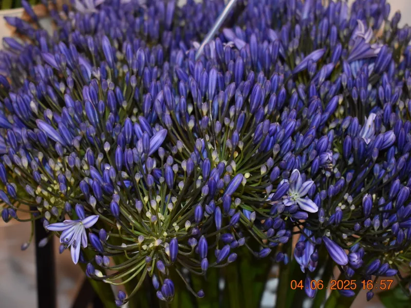 Flower arrangement